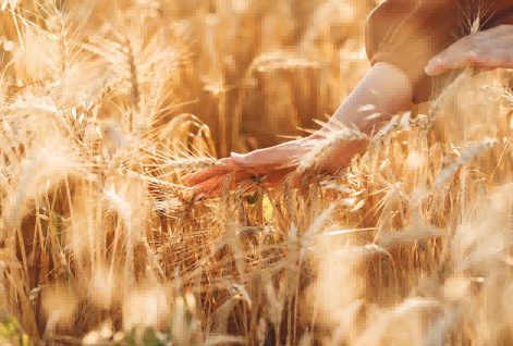 india wheat,india wheat price,find india wheat importers
