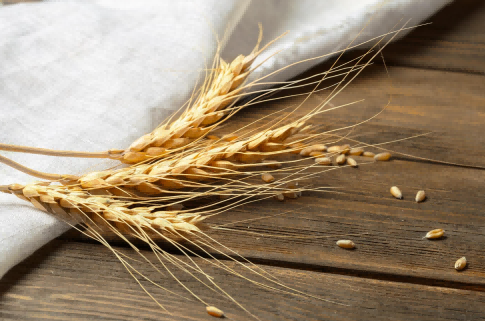 ukraine wheat exports,ukraine wheat exports situation,ukraine wheat exports market
