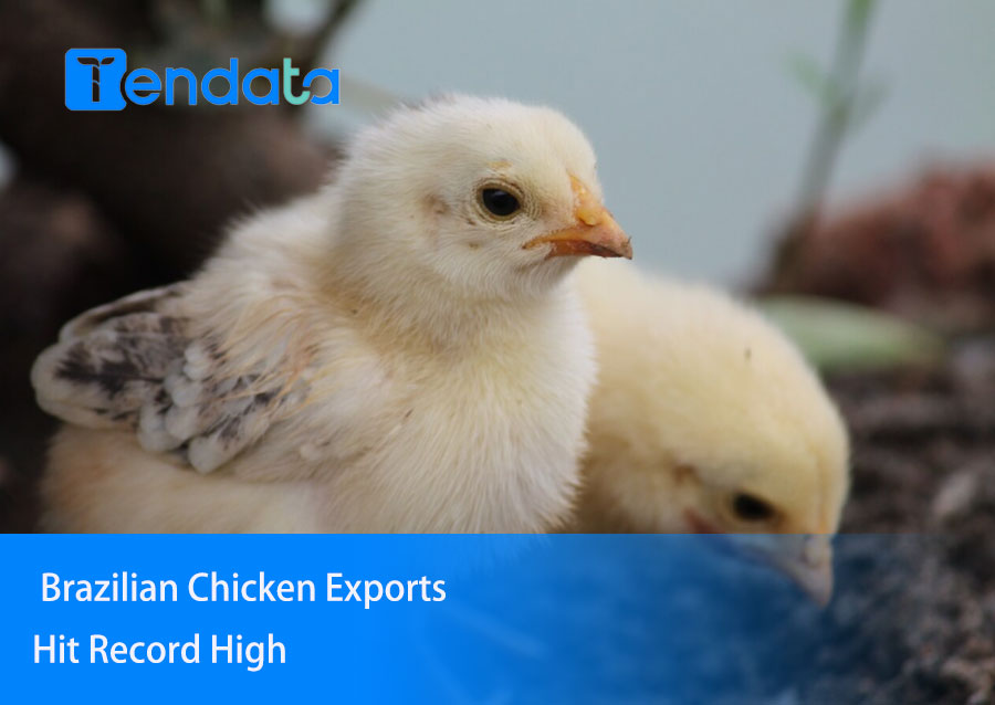 brazilian chick exporters,brazilian chicken exporters,brazilian chick exporter