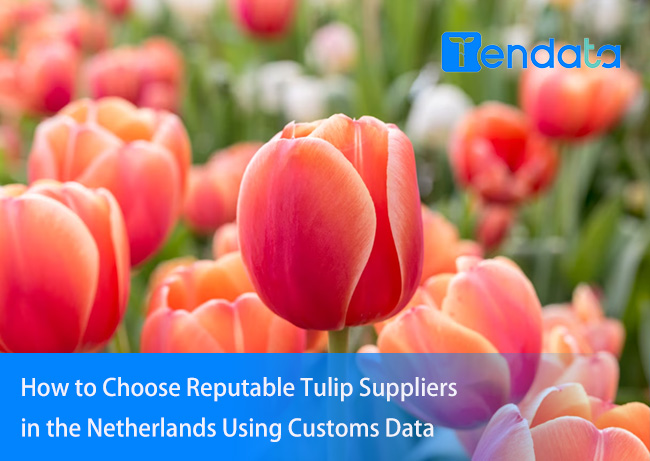 tulip suppliers,netherlands tulip suppliers,find netherlands tulip suppliers