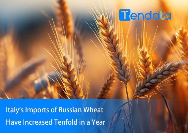 russian wheat,russian food,russian wheat into italy