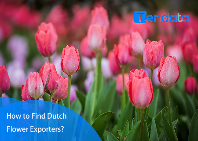 dutch flower export,netherland flower export,netherland flower exporter