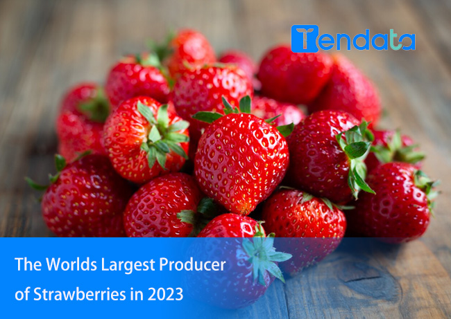 strawberry exporter,strawberries exporter,strawberries exporters