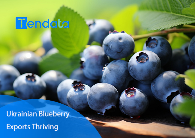 ukrainian blueberry export,ukrain blueberry export,ukrain blueberry exports