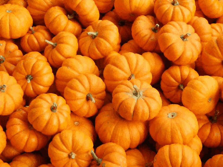 pumpkin import,pumpkin imports,imported pumpkins