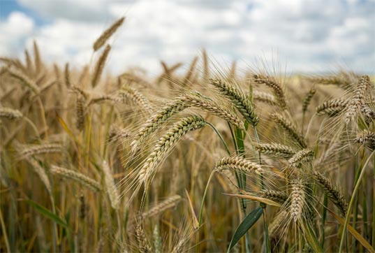 barley exports,barley export,global barley exports