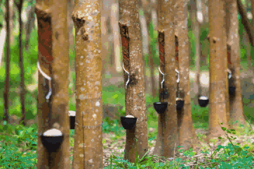 natural rubber exports,exports of natural rubber,global natural rubber exports natural rubber exports,exports of natural rubber,global natural rubber exports